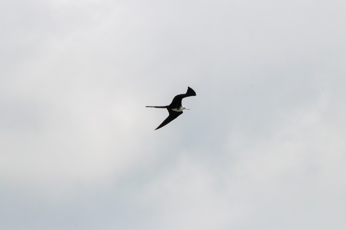 Magnificent Frigatebird - ML620772246