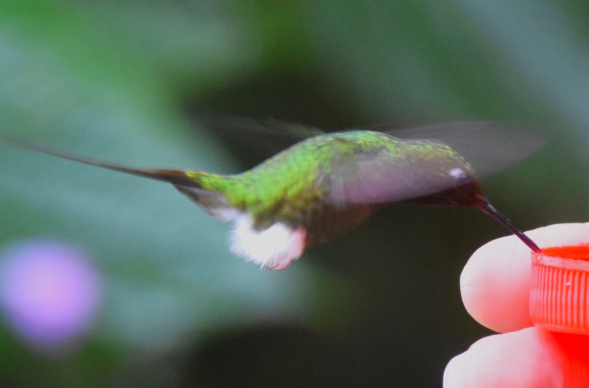 Colibrí de Raquetas Faldiblanco - ML620772248