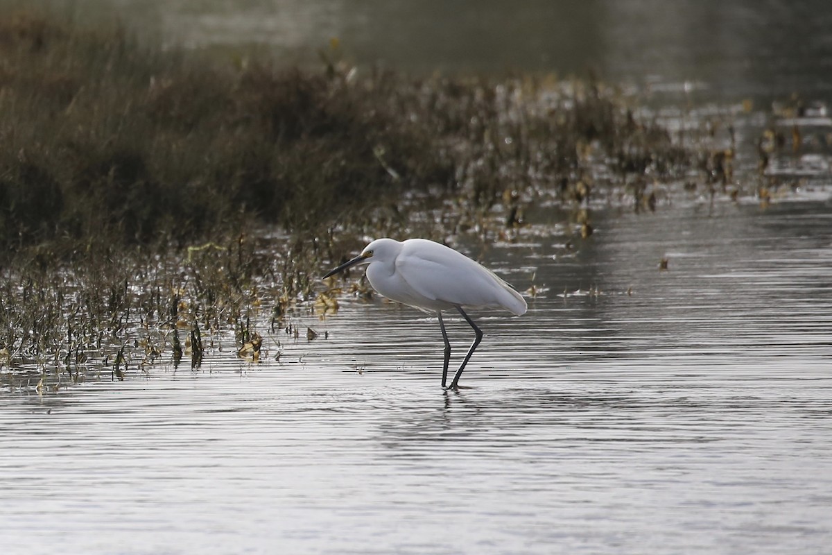 Little Egret - ML620772249