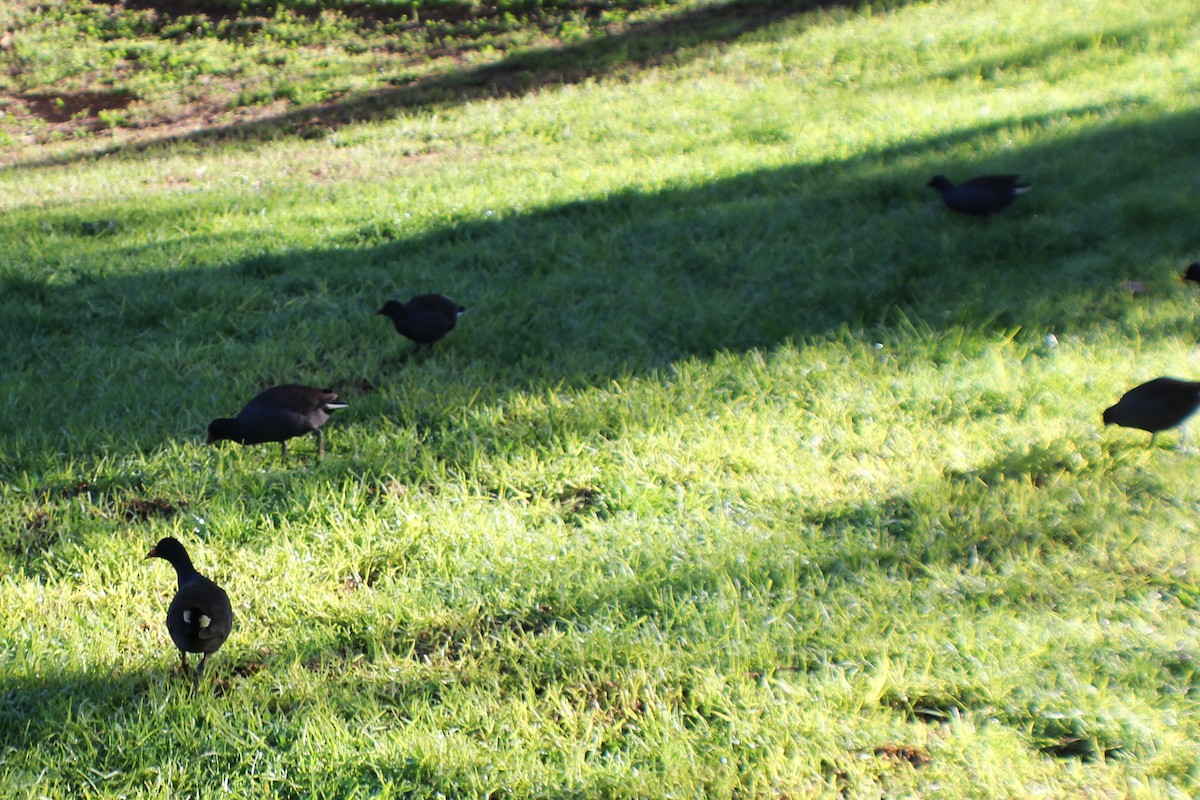 Dusky Moorhen - ML620772251