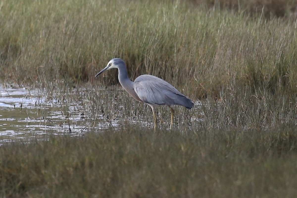 White-faced Heron - ML620772252