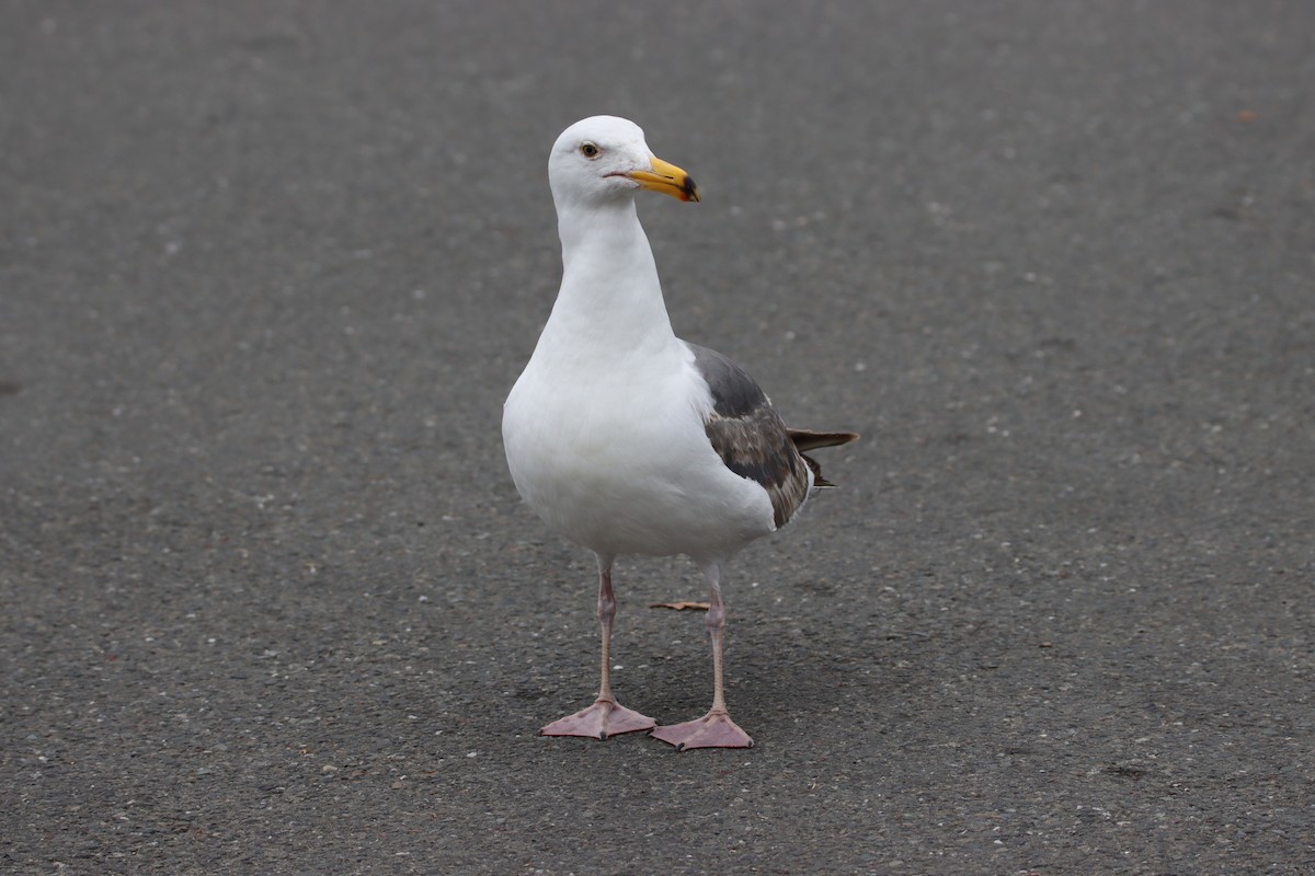 Western Gull - ML620772253