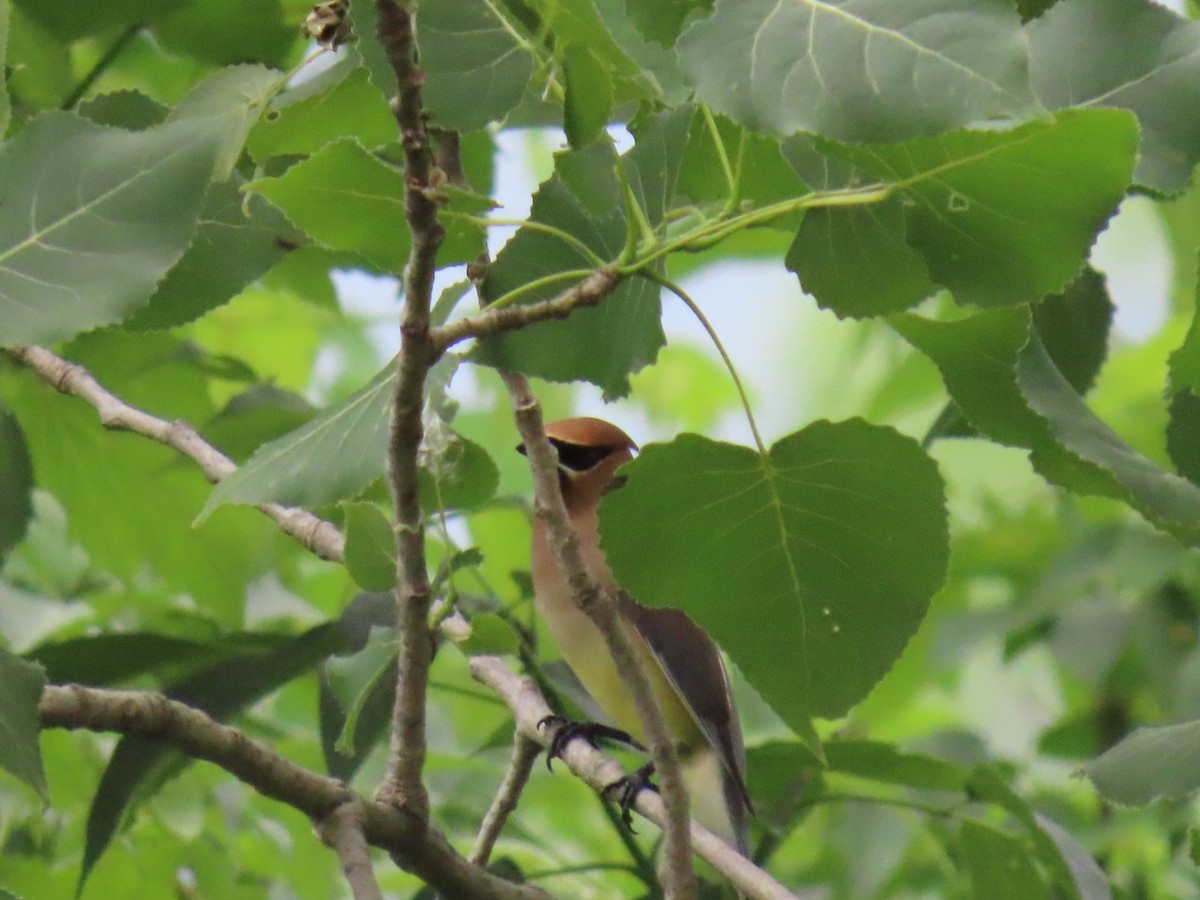 Cedar Waxwing - ML620772256