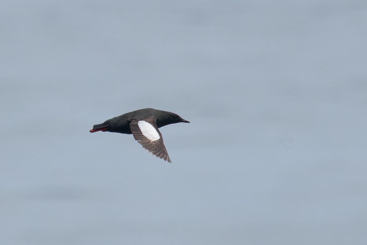 Black Guillemot - ML620772258