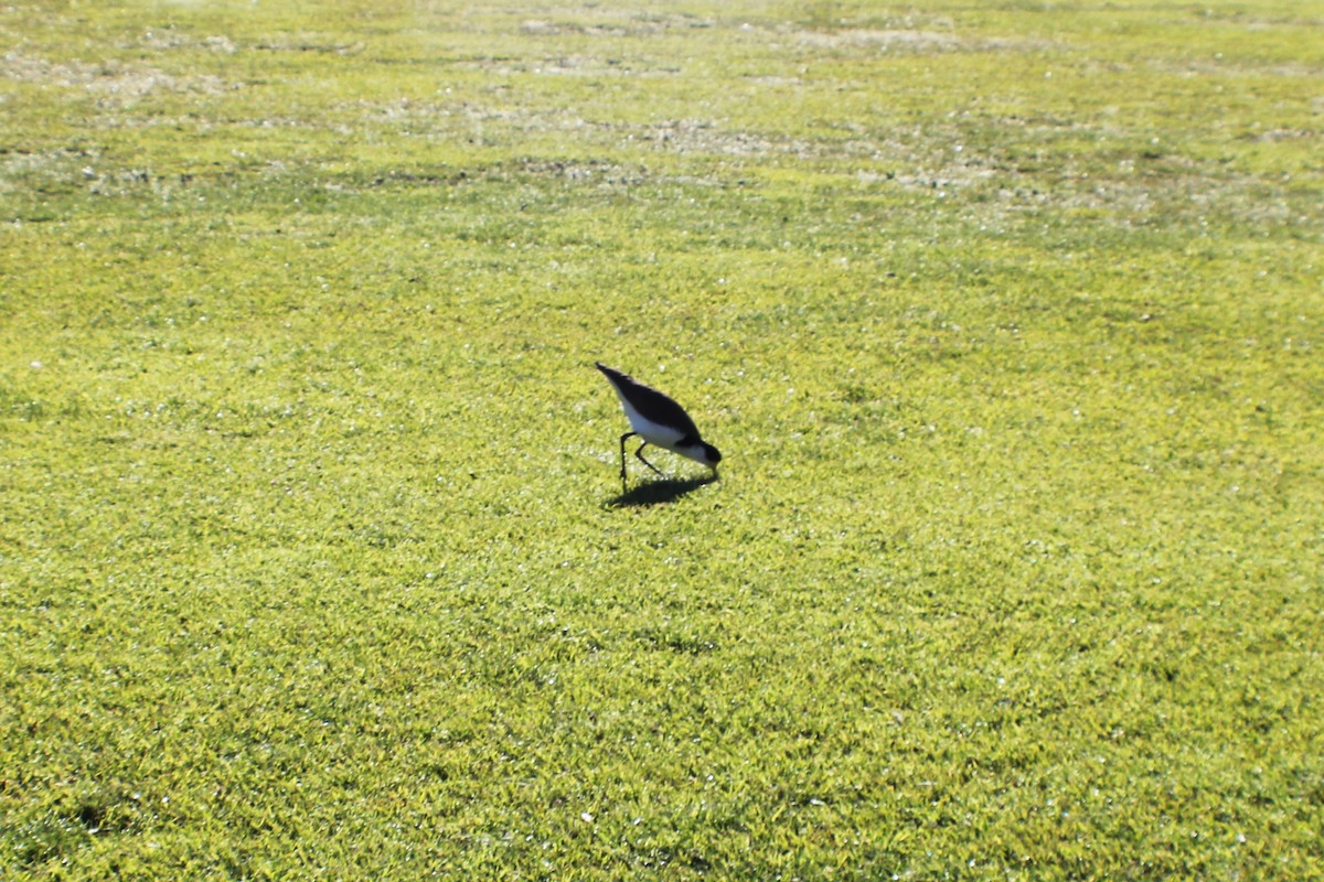 Masked Lapwing (Black-shouldered) - ML620772259