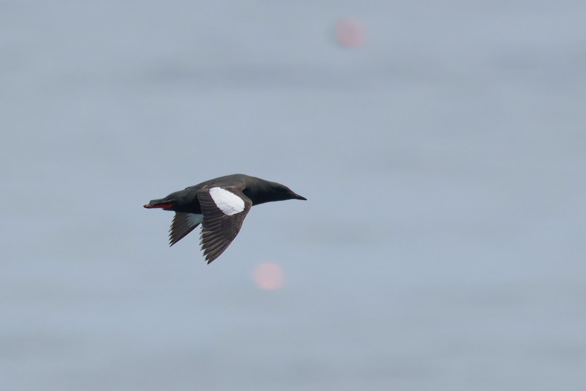 Black Guillemot - ML620772261