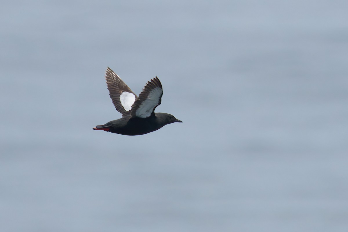 Black Guillemot - Ant Tab