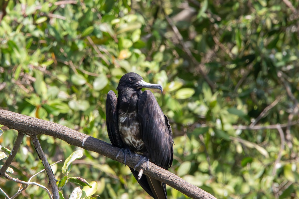 Magnificent Frigatebird - ML620772265