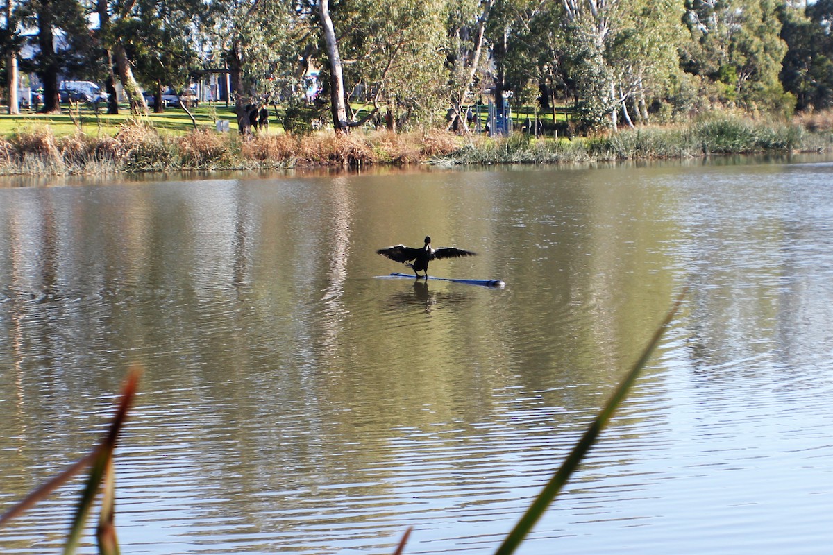 Great Cormorant - ML620772266