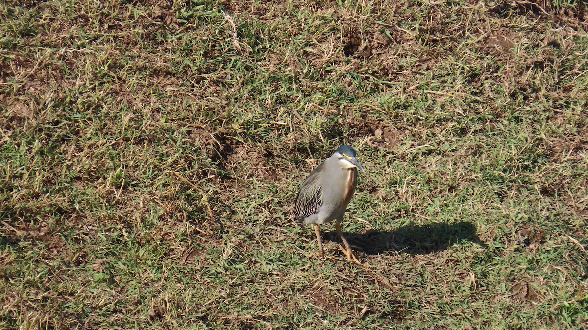 Striated Heron - ML620772274