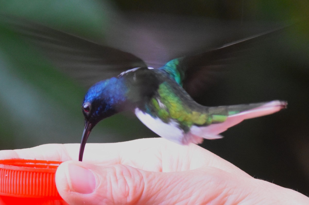 White-necked Jacobin - Old Sam Peabody