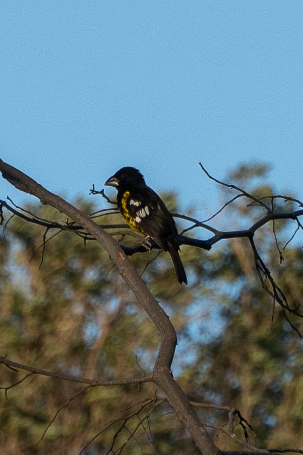 Black-backed Grosbeak - ML620772277