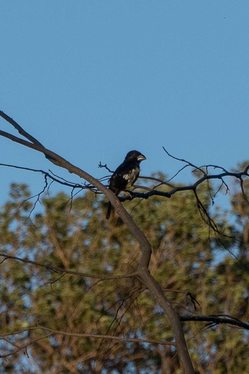 Black-backed Grosbeak - ML620772278