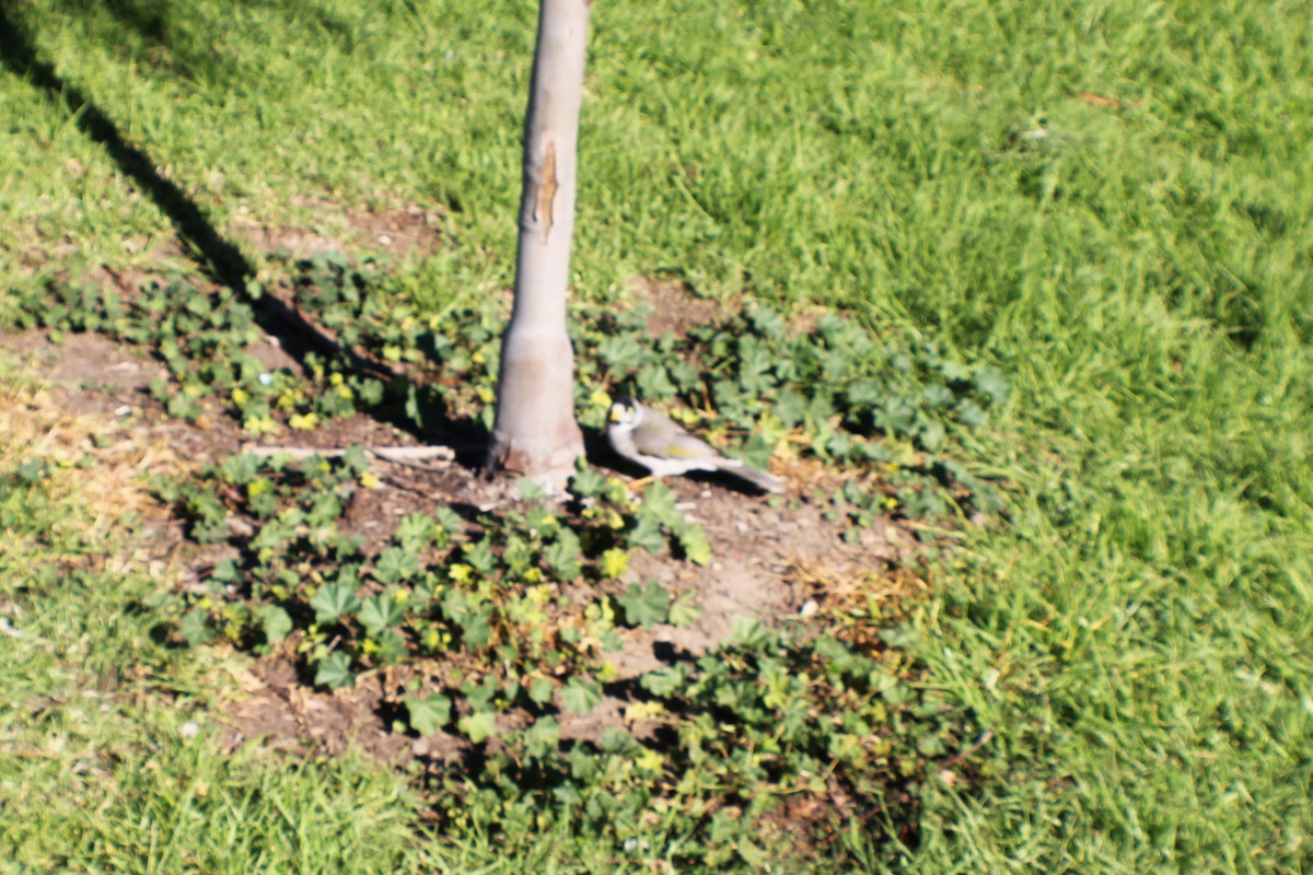 Noisy Miner - ML620772280