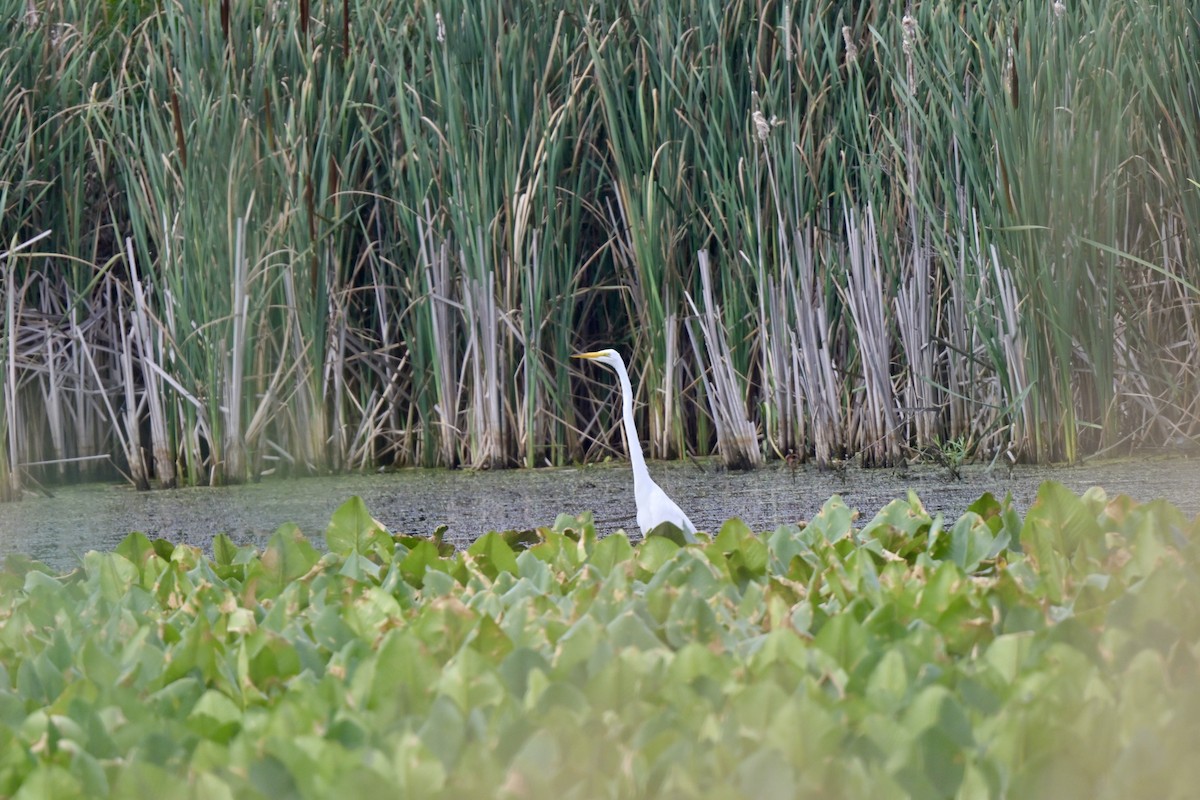 Great Egret - ML620772283