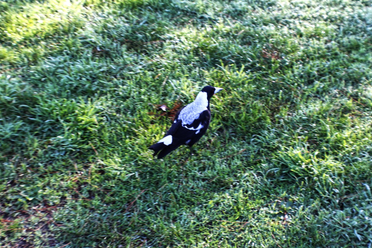 Australian Magpie - Jacob De Leo