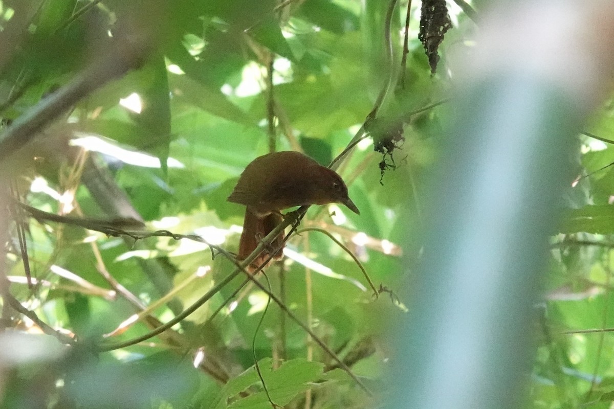 Chestnut-crowned Foliage-gleaner - Toby Holmes