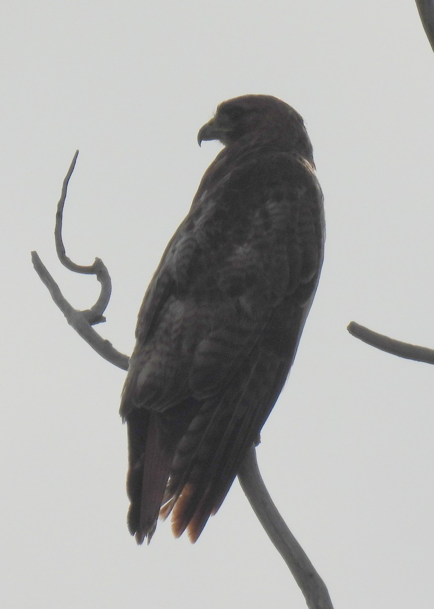 Red-tailed Hawk - ML620772286