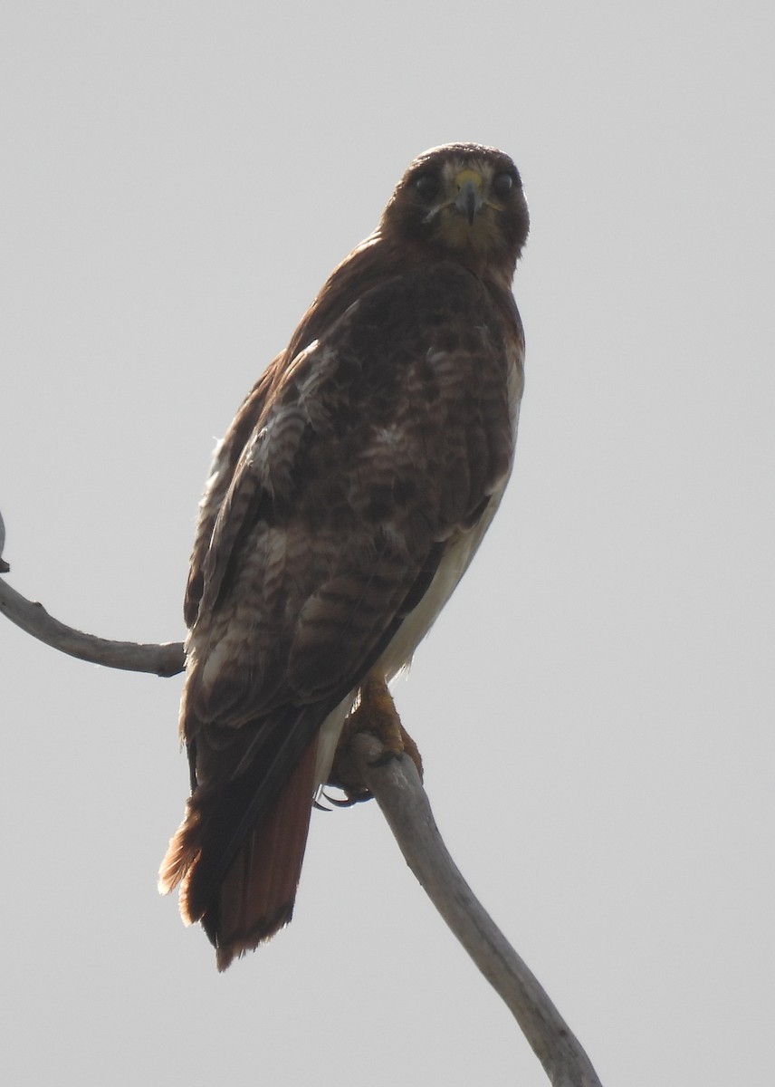 Red-tailed Hawk - ML620772287