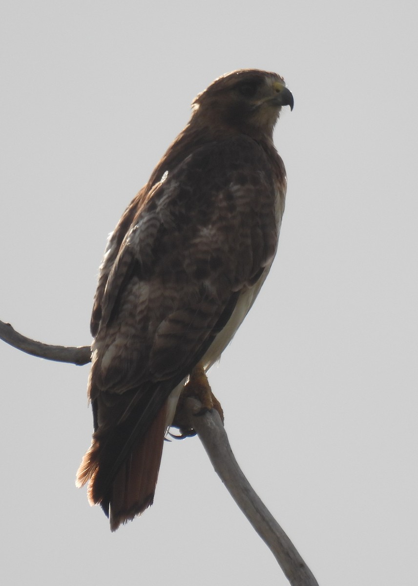 Red-tailed Hawk - ML620772288