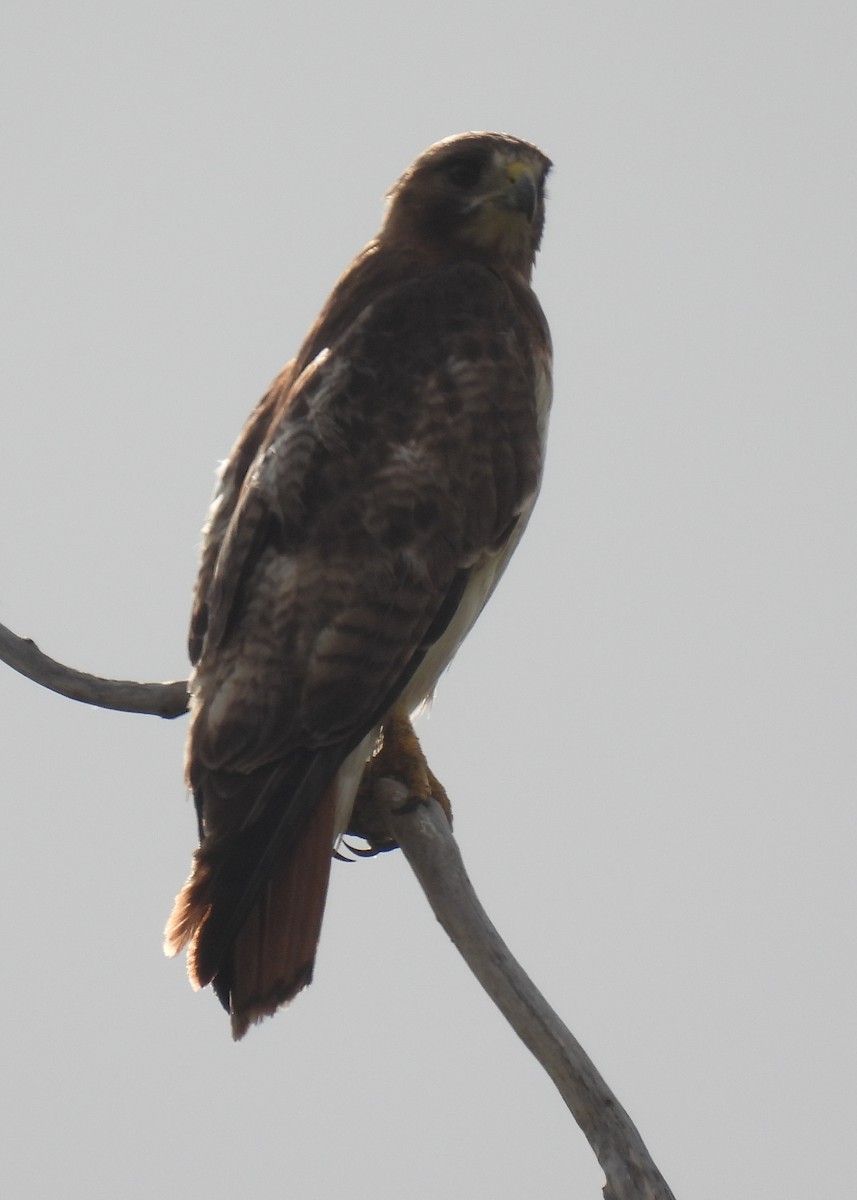 Red-tailed Hawk - ML620772289