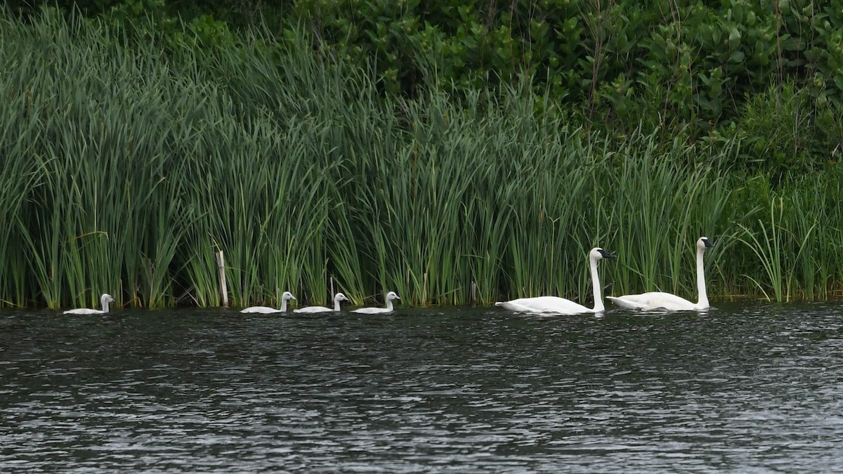 Trumpeter Swan - ML620772291