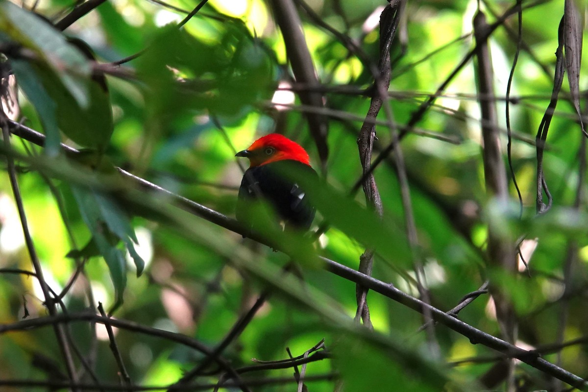 Band-tailed Manakin - ML620772292