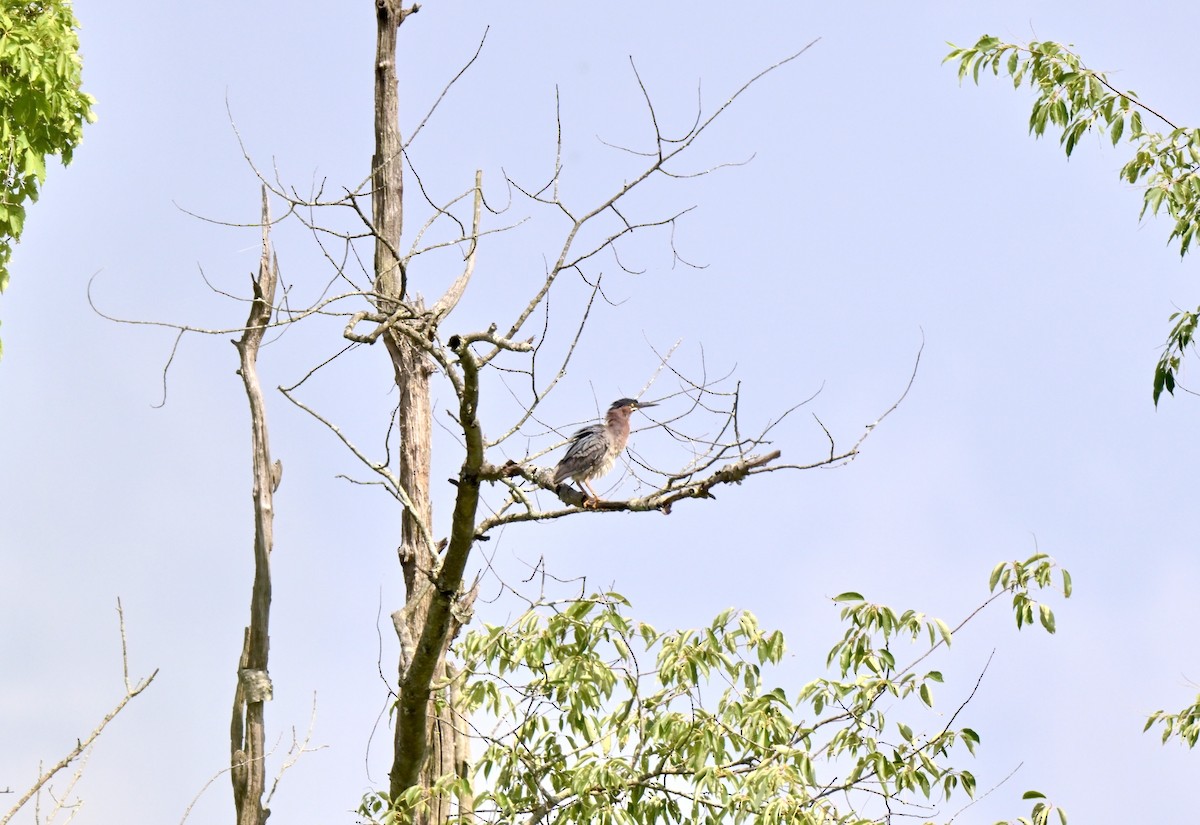 Green Heron - ML620772293