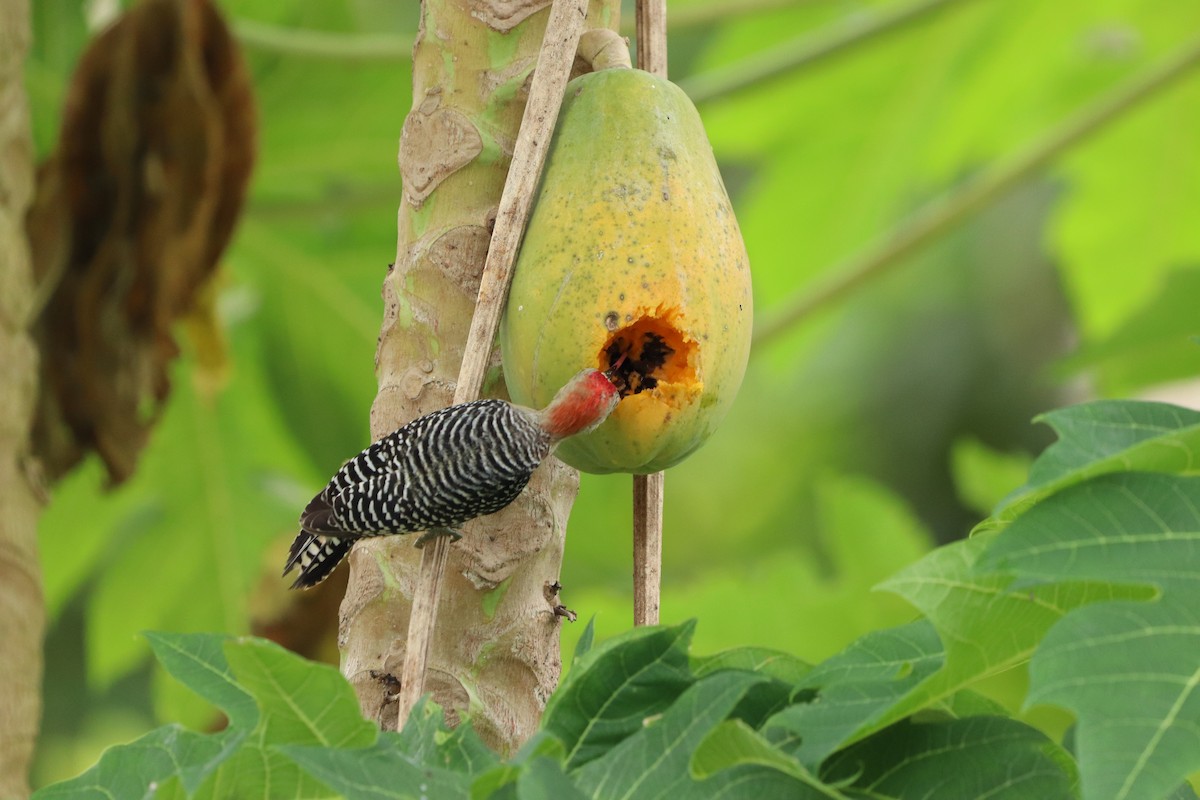 Red-crowned Woodpecker - ML620772294