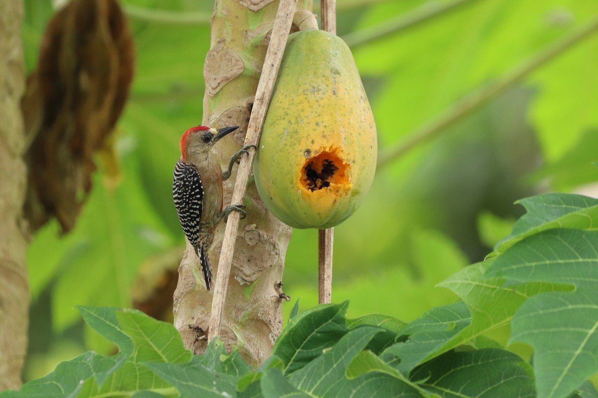 Red-crowned Woodpecker - ML620772295