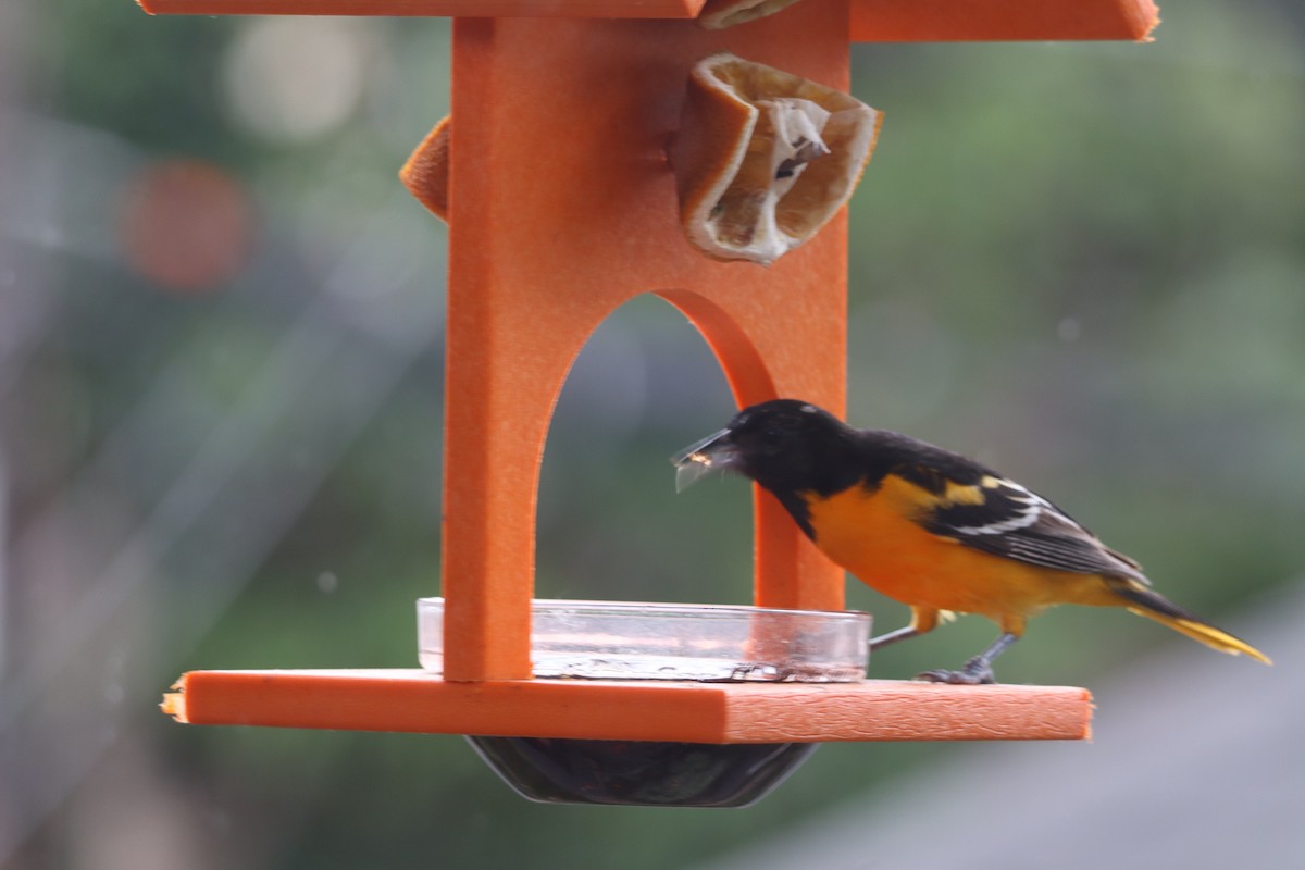 Baltimore Oriole - ML620772297