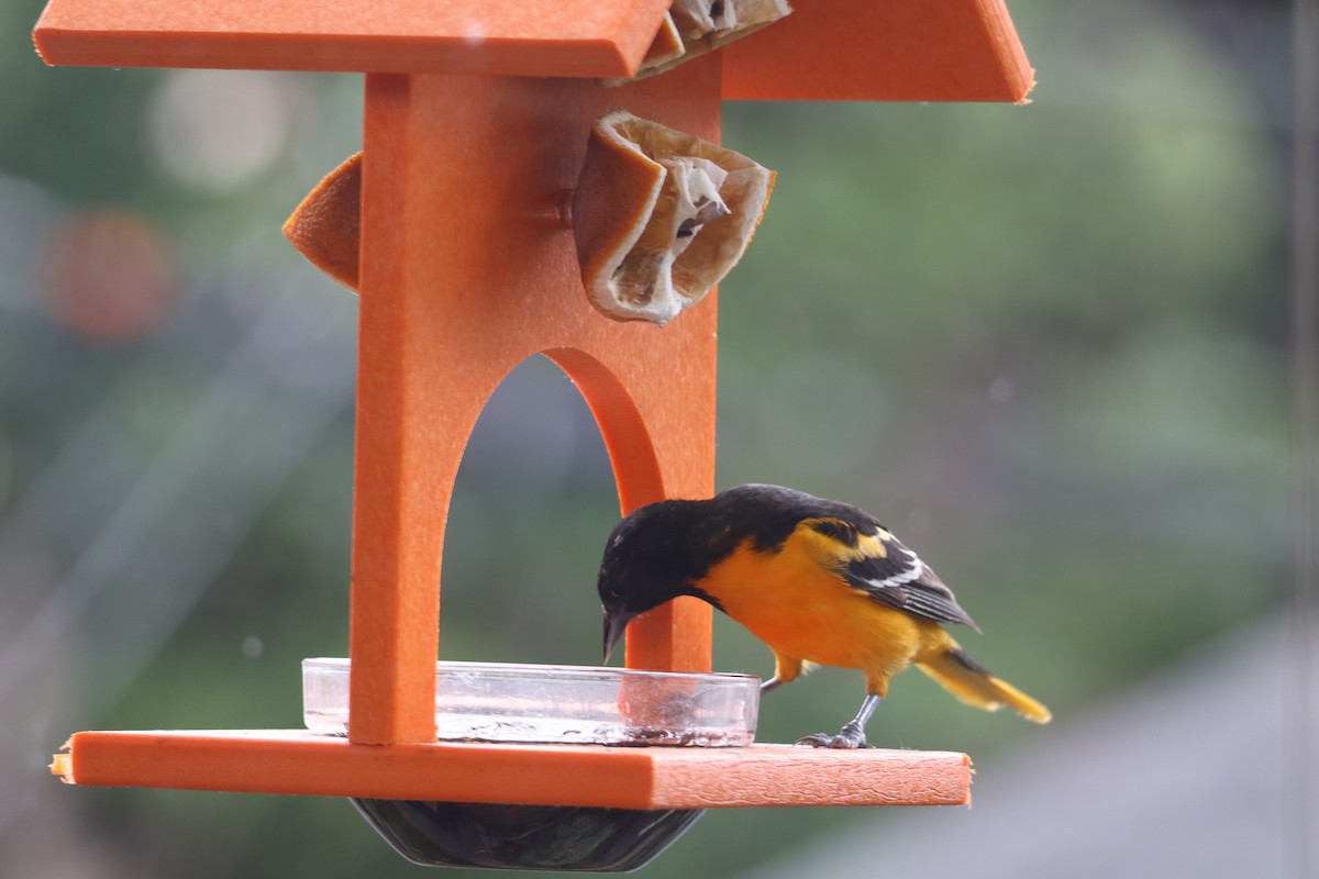 Baltimore Oriole - ML620772298