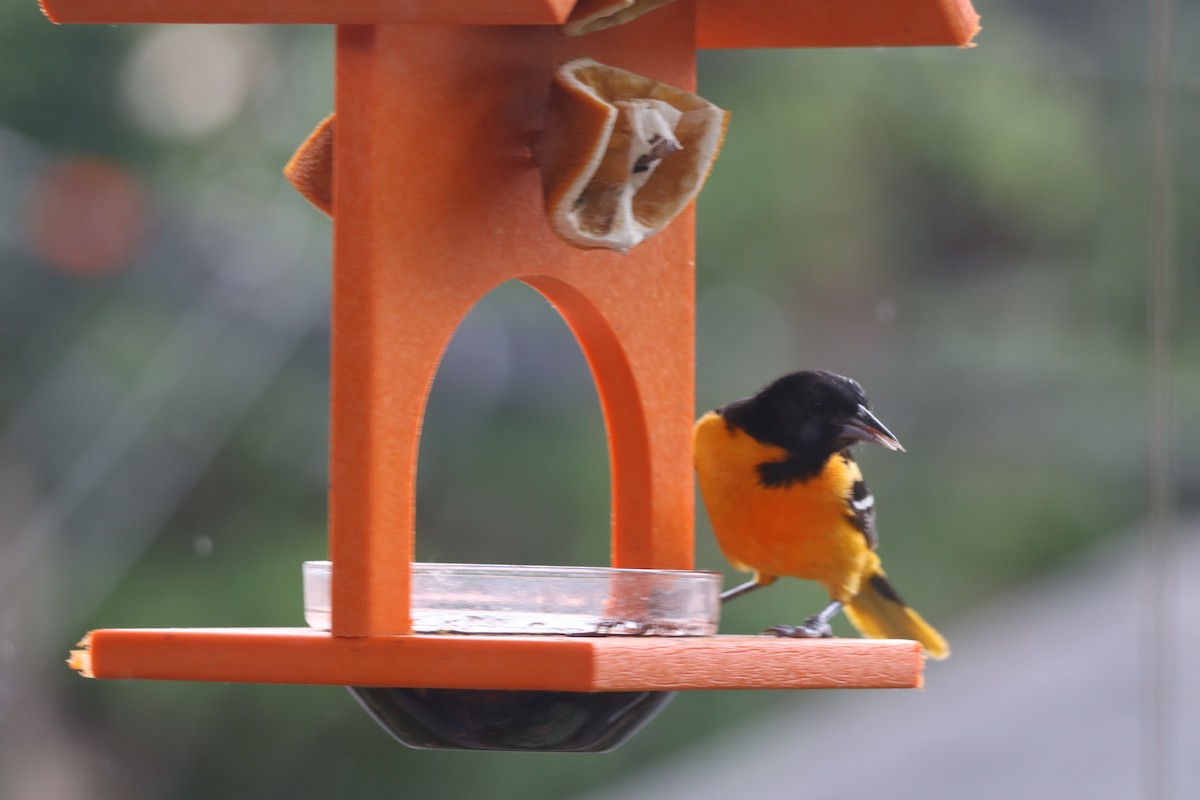 Baltimore Oriole - ML620772299