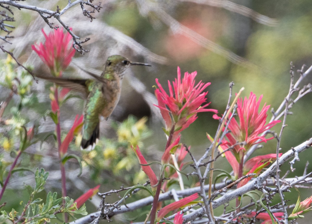 Calliope Hummingbird - ML620772300