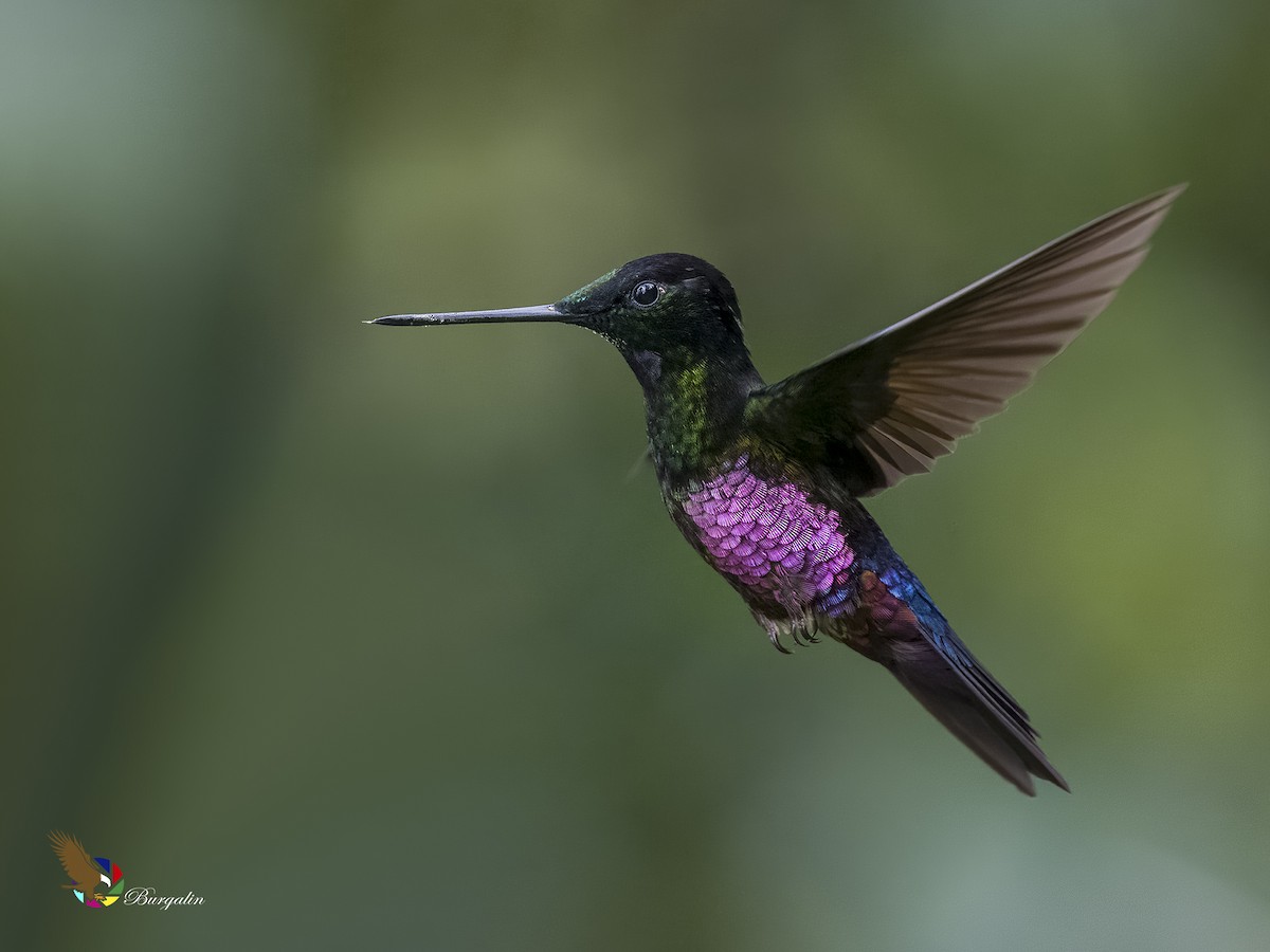 Blue-throated Starfrontlet - fernando Burgalin Sequeria