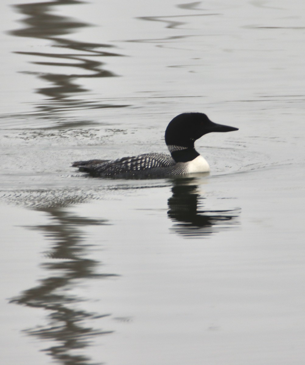 Plongeon huard - ML620772305