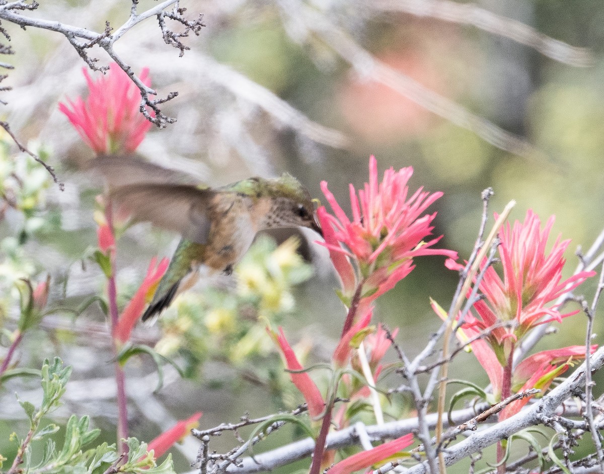 Calliope Hummingbird - ML620772309