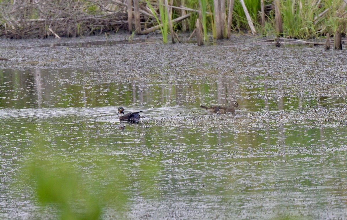 Wood Duck - ML620772310