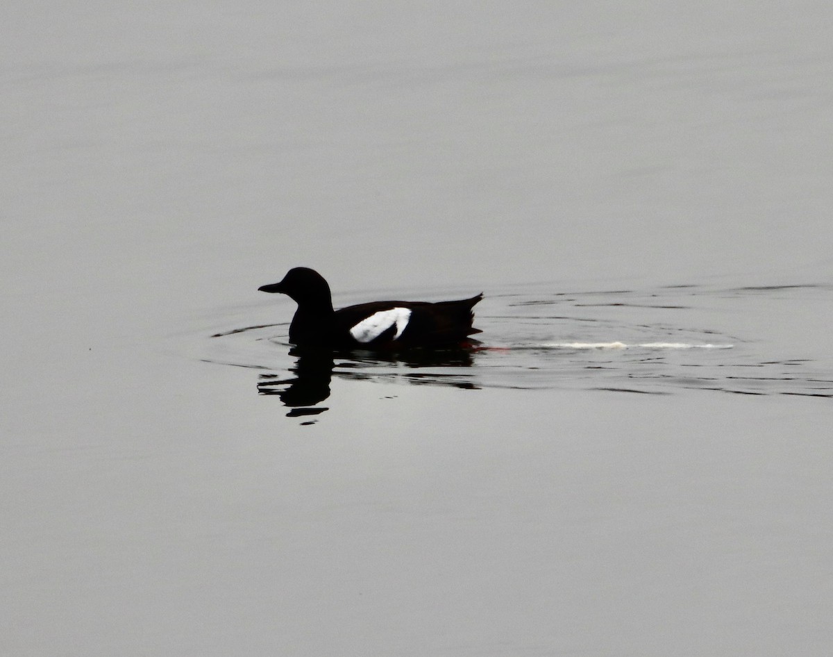 Pigeon Guillemot - ML620772312