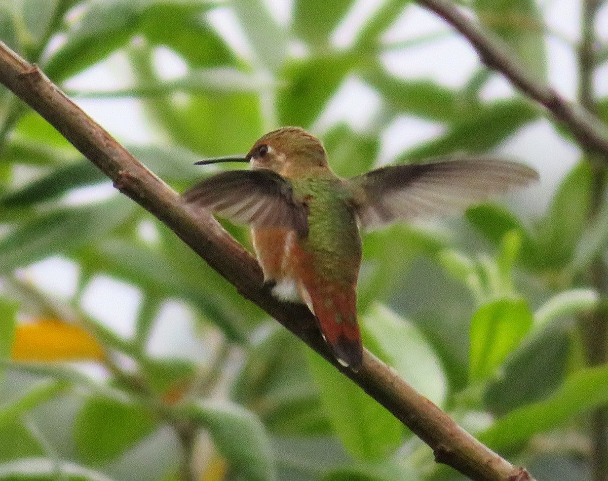 Rufous Hummingbird - Am Ke