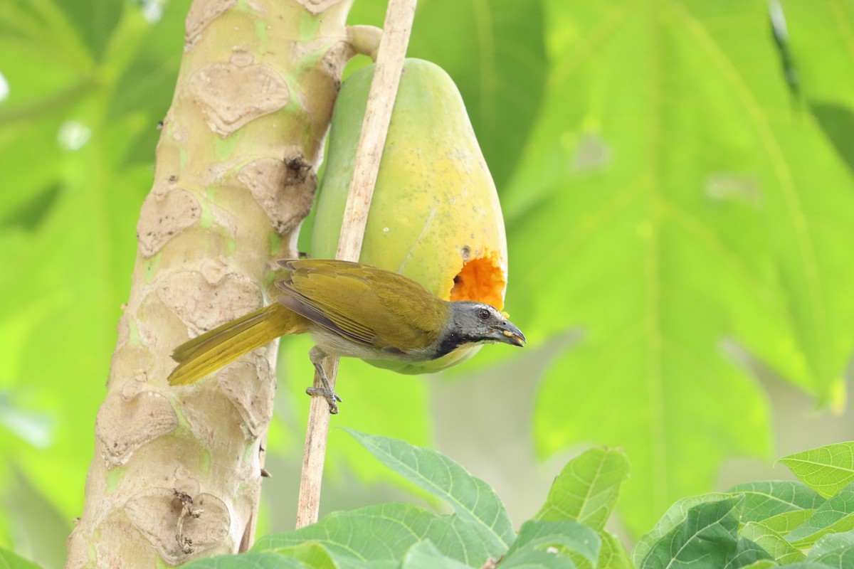 Buff-throated Saltator - ML620772318