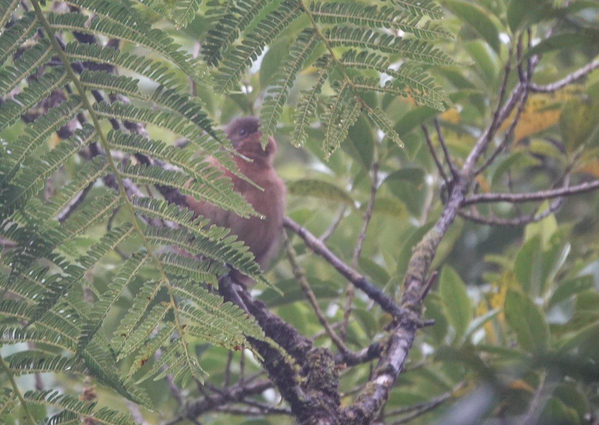 Taveuni Silktail - ML620772321