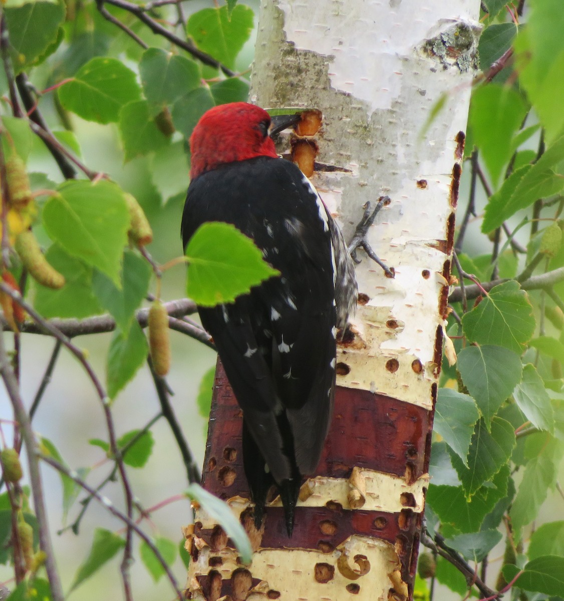 Pic à poitrine rouge - ML620772323