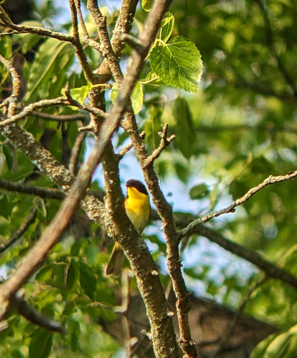 Common Yellowthroat - ML620772343