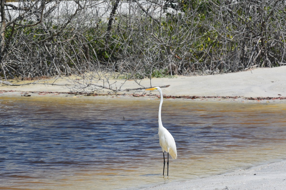 Great Egret - ML620772344