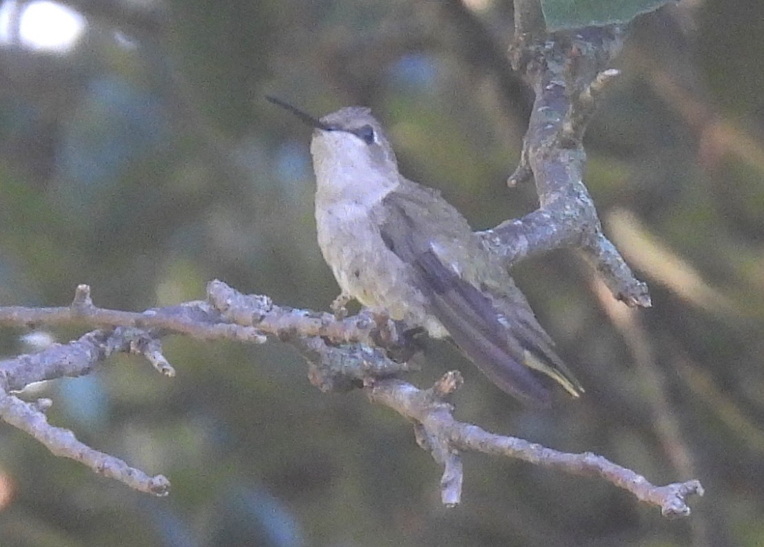 Black-chinned Hummingbird - ML620772347