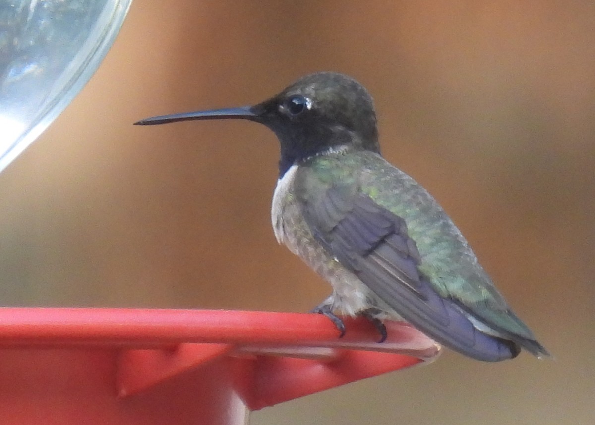 Black-chinned Hummingbird - Mary K Gardner