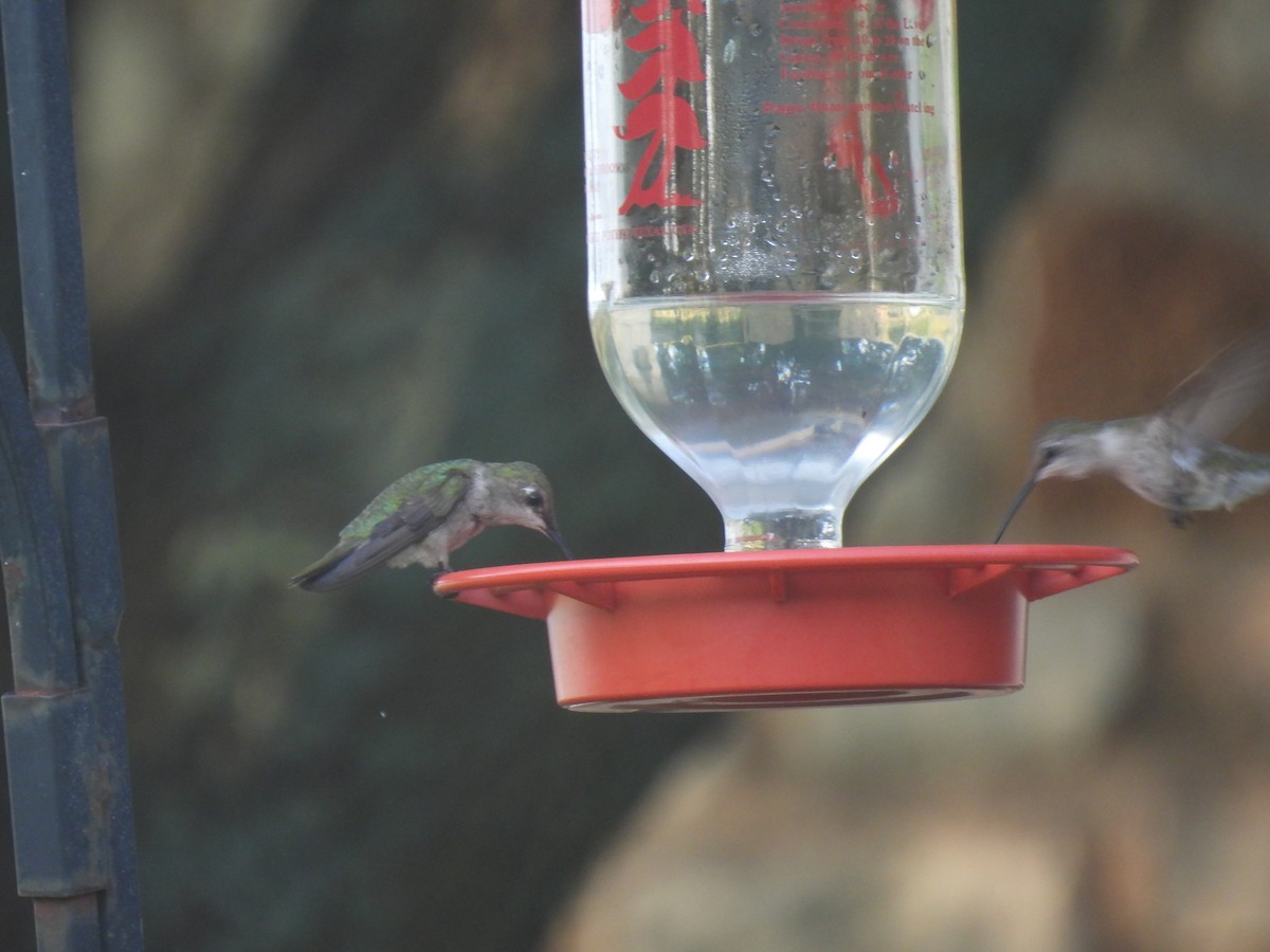 Black-chinned Hummingbird - ML620772349