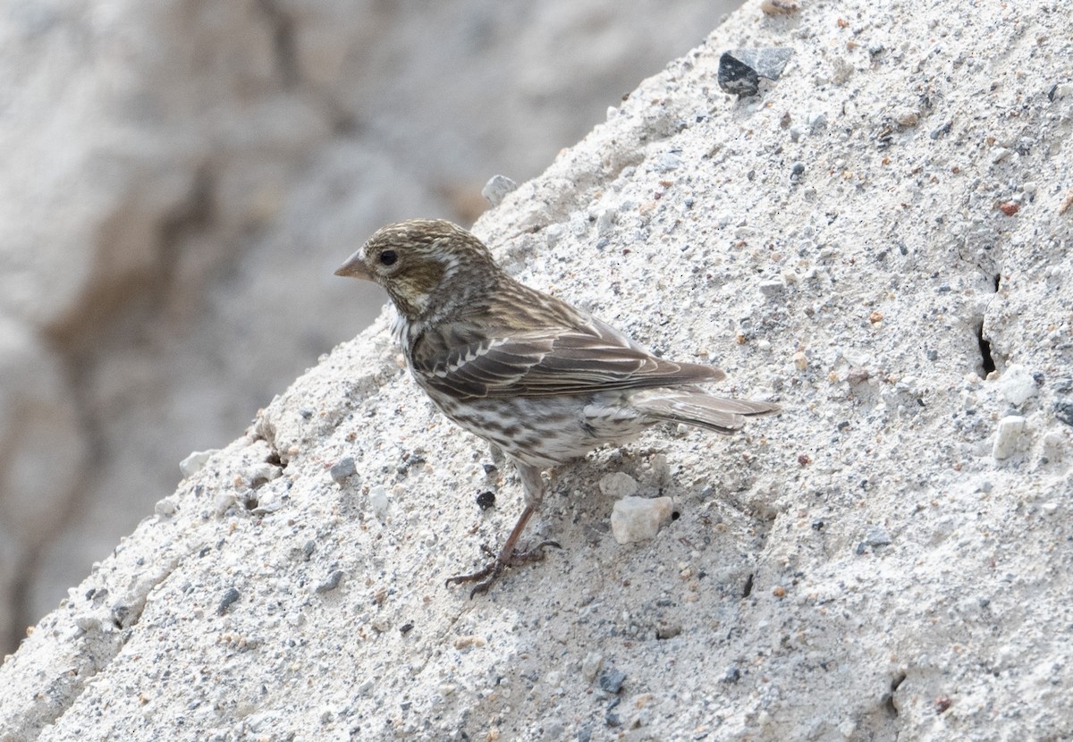 Cassin's Finch - ML620772350