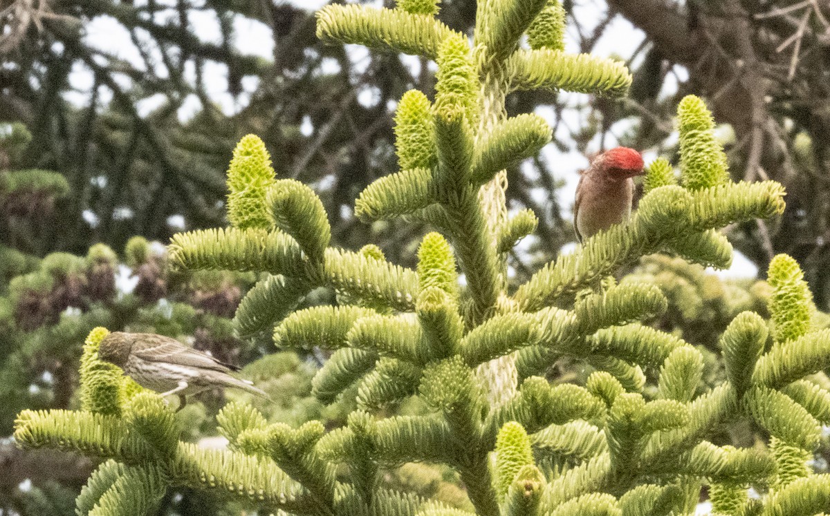 Cassin's Finch - ML620772351